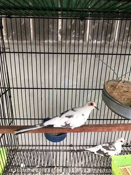 dimond pied dove pair with chicks and eggs and pathay available 1