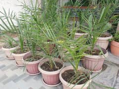 Sukri Date Palm trees 3ft to 4ft height 15" fiber/plastic pot