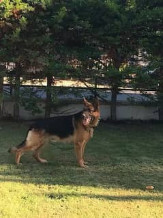 German shepherd male | German shepherd | GSD | dog for sell