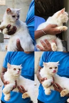 white persian cat/03186622712