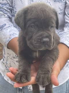 Cane carso puppy