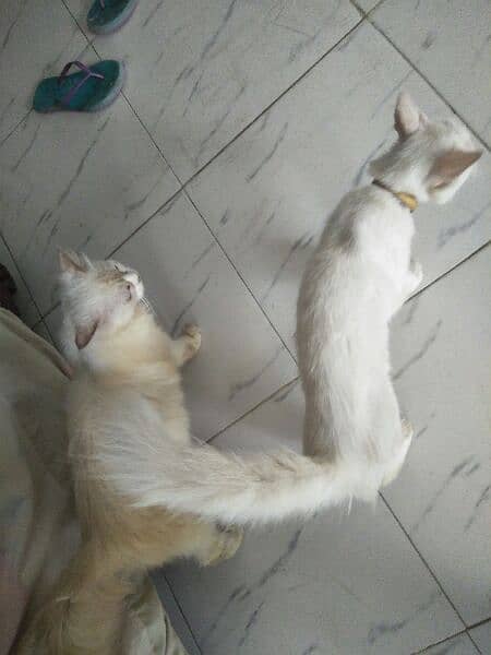 cute cat pair in reasonable price 4