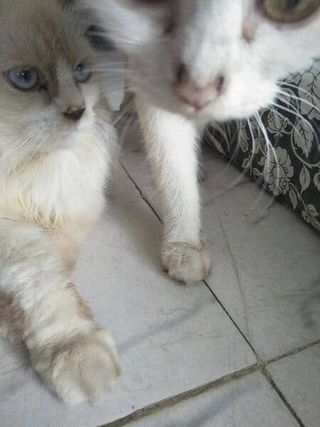 cute cat pair in reasonable price 5