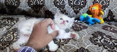 Persian Cat / White Persian Kitten / Perisan Male Kitten