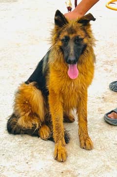 German shepherd female