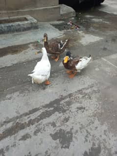 Ducks