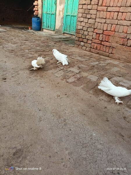 fancy pigeons. 1