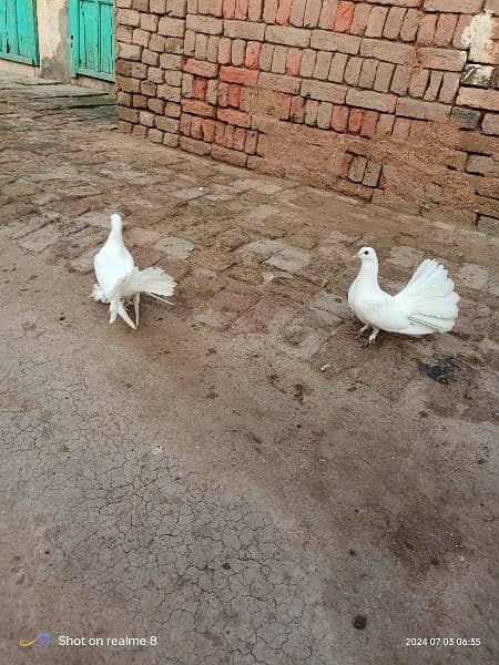 fancy pigeons. 2