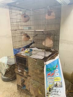 Australians birds h or ek jori finches ki h 0