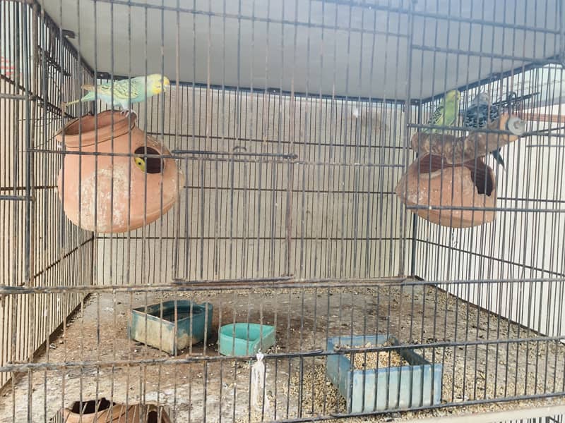 Australians birds h or ek jori finches ki h 1