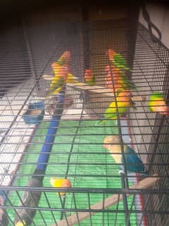 Love birds 14 pieces with new big iron cage for sale