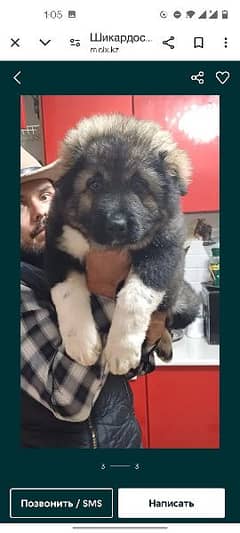 Caucasian shepherd