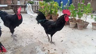 Australorp/Ari Mix 0