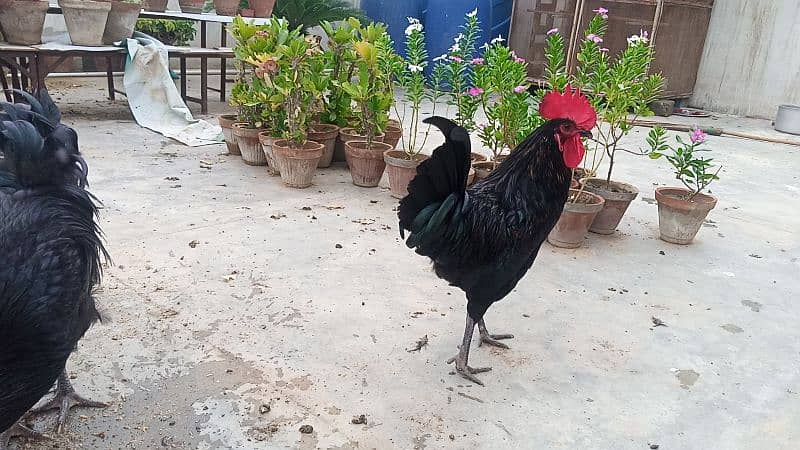 Australorp/Ari Mix 2