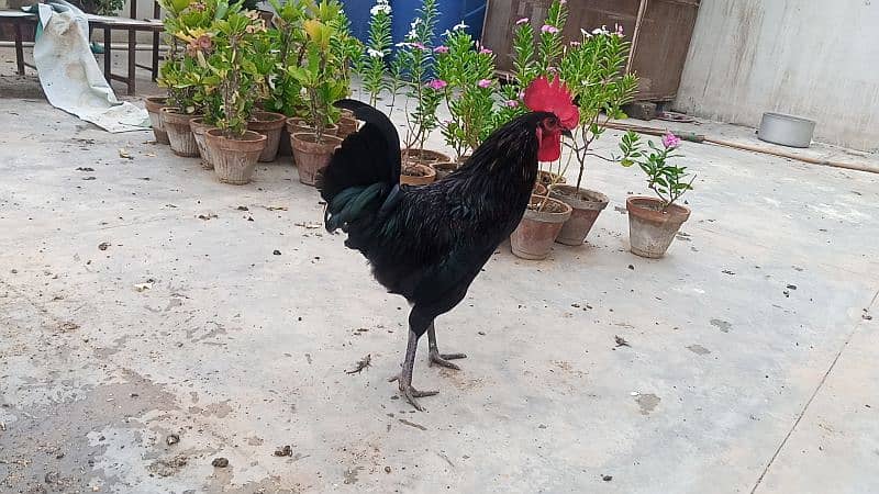 Australorp/Ari Mix 5