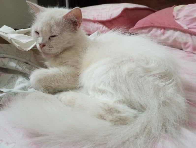 White Persian Semi-punch,  Highly Sophisticated and Well mannered cat. 5