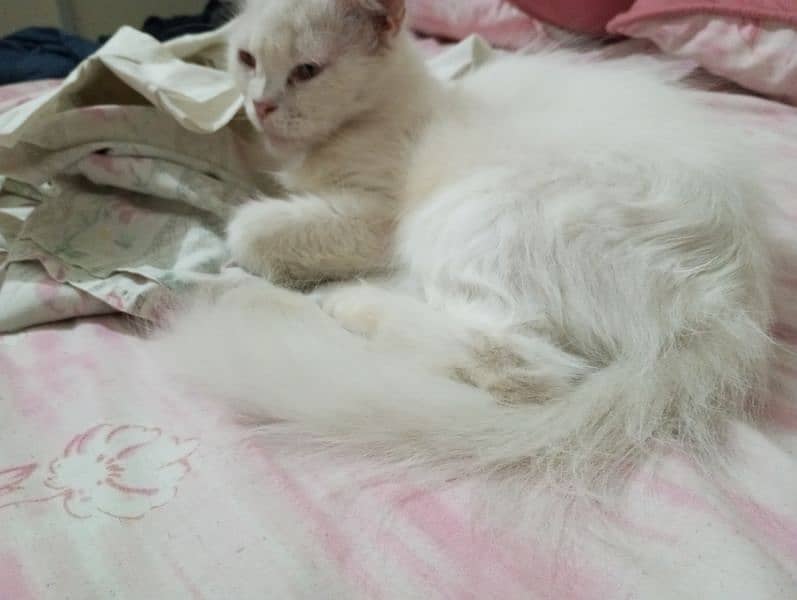 White Persian Semi-punch,  Highly Sophisticated and Well mannered cat. 7