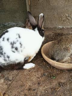 Rabbit family