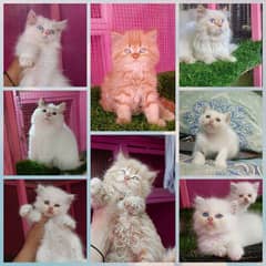 Persian male/ female kittens available for sale