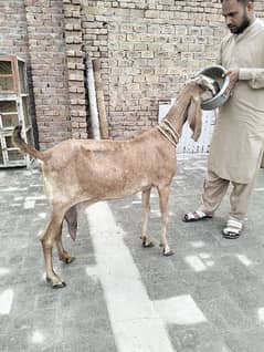 Mashallah top quality bakri