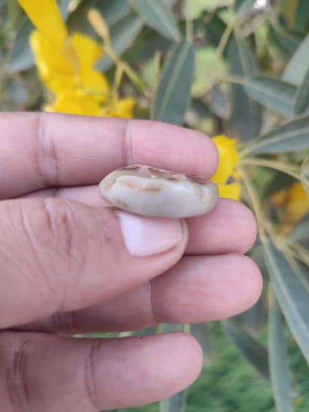 Dendritic Agate 4