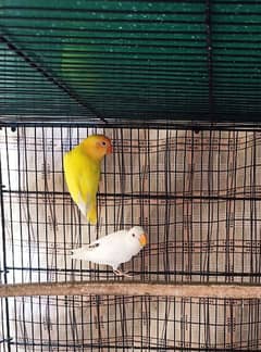 Cremino albino Breeder pair available