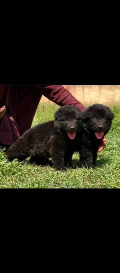 topline show class quality black gsd proper long coat pair for sale