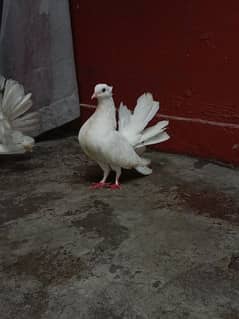 Lucky pigeon, Pure lucky pigeon, Breeder pair