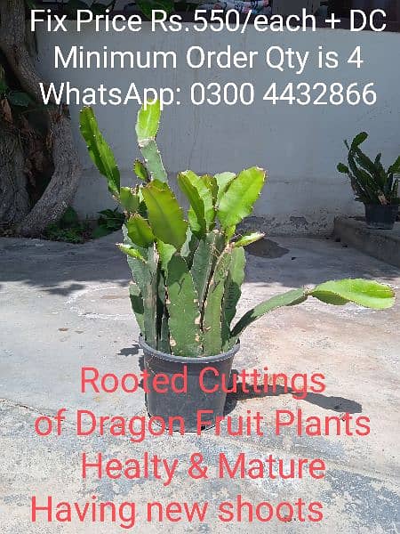 get Plant with Dragon Fruit as well 1