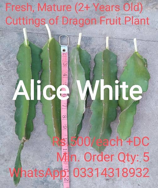 get Plant with Dragon Fruit as well 2