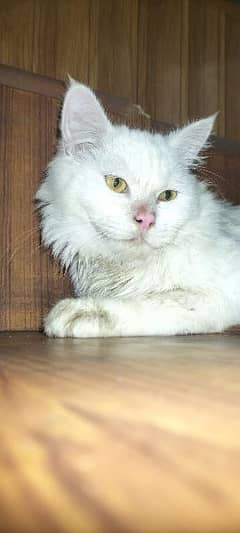 Persian Cat 3thrp cotted