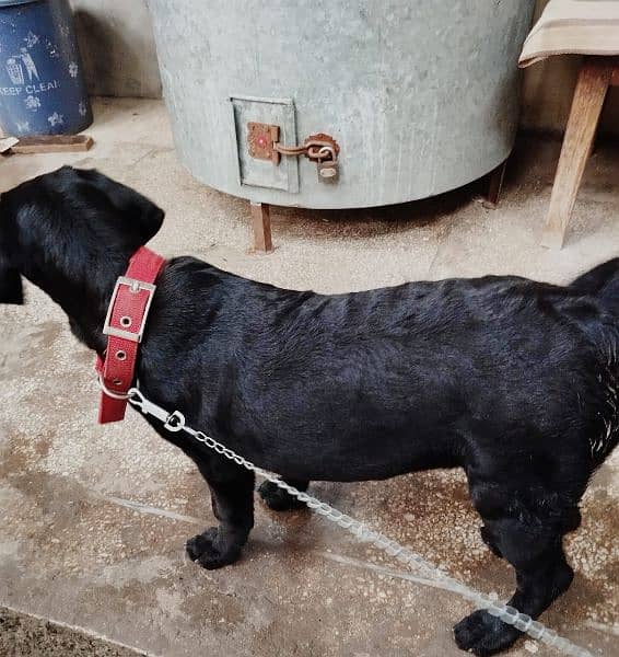 Labrador Female 1