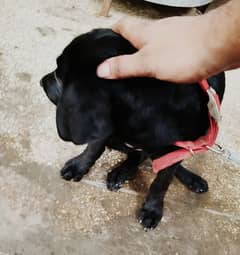 Labrador Female