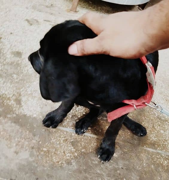 Labrador Female 0