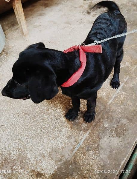 Labrador Female 3