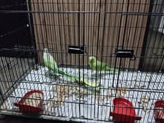 Ringneck pair for sale