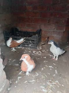 sherazi home birds