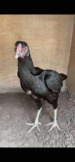 pure aseel hen for sale