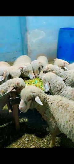 Merino breed long tail sheep