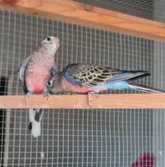 Bourke Parrot Breeder Pair