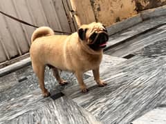 Pug / Pug female / Pug Dog / Female Dog  / Dog for sale / 03224507327