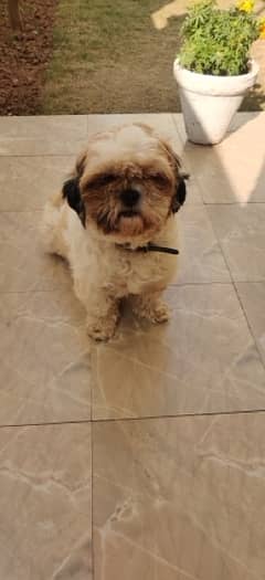 shih Tzu Female for sale