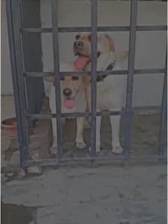 Labrador male and female