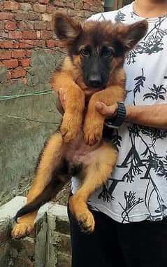 2.5 months German ShepherdPuppies for sale