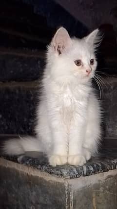 Persian cat For Sale.