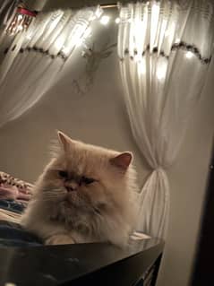 Persian cat