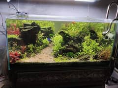 (Aquarium) fish tank in neat condition collector item for aquascapers