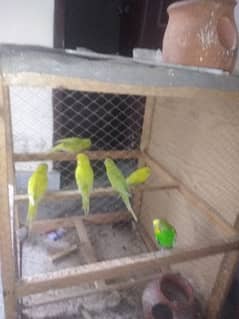 Lovebird for sale