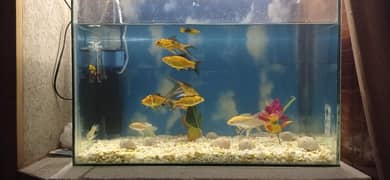 AQUARIUM FISH FOR SALE