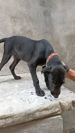 pure pointer imported breed female